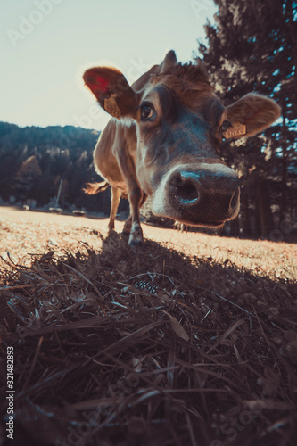 Cow in the field