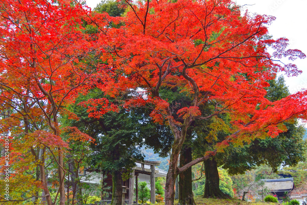 Naklejka premium 京都市内の紅葉