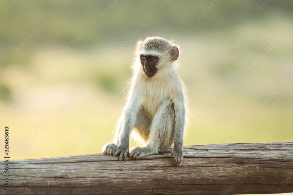 Naklejka premium Juvenile Vervet Monkey Sitting