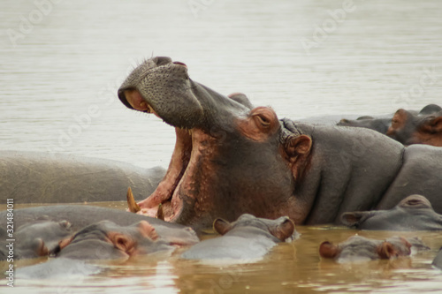 Hippopotamus mother with open mouth and her children around her © Nektarstock
