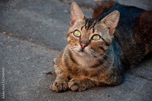 Tricolor shorthair cat is resting on the asphalt and watching. Green eyed big domestic pet. Animal on the city street 