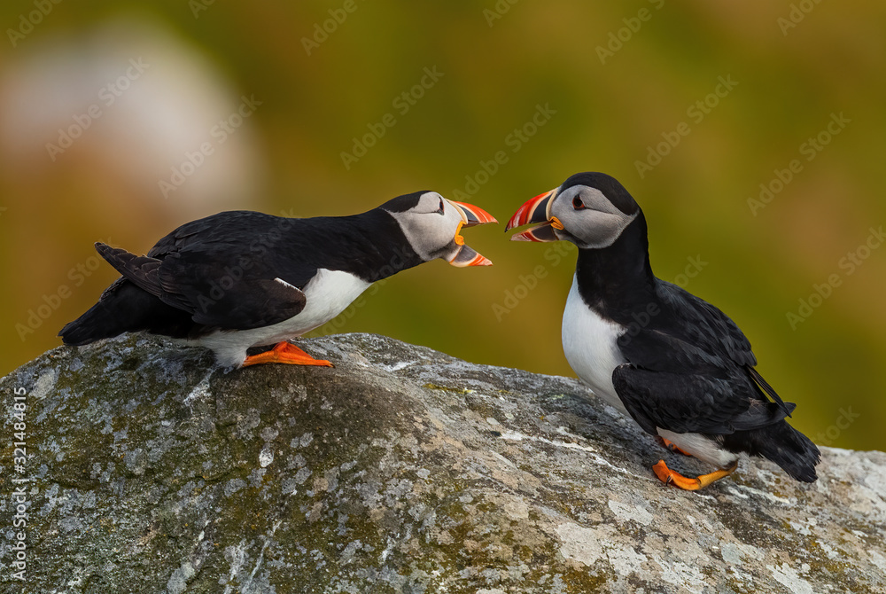 Fototapeta premium Atlantic Puffin - Fratercula arctica, beautiful colorful sea bird fishing in Atlantic ocean, Runde island, Norway