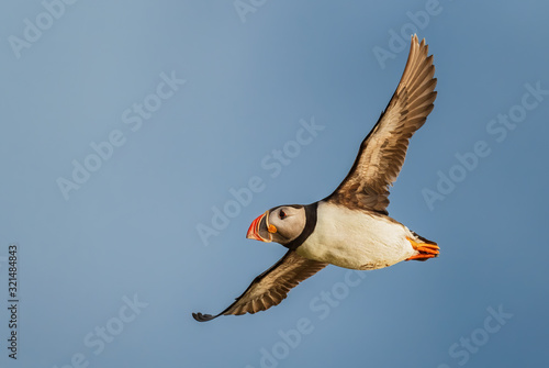 Atlantic Puffin - Fratercula arctica  beautiful colorful sea bird fishing in Atlantic ocean  Runde island  Norway