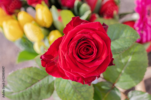 Springtime flowers. Red rose on floral background. Springtime, Mother's day, Valentine's Day, Easter concept.