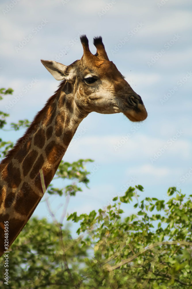 Medium headshot of a wild giraffe in Africa Medium headshot of a wild giraffe in Africa