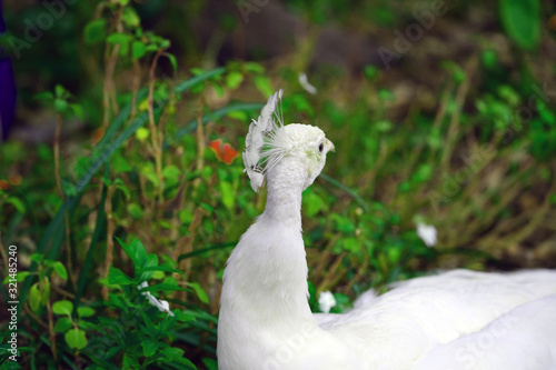 All white male peacock bird