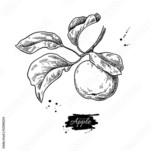 Apple vector drawing. Hand drawn tree branch with fruit and leaves. Summer food engraved style illustration.