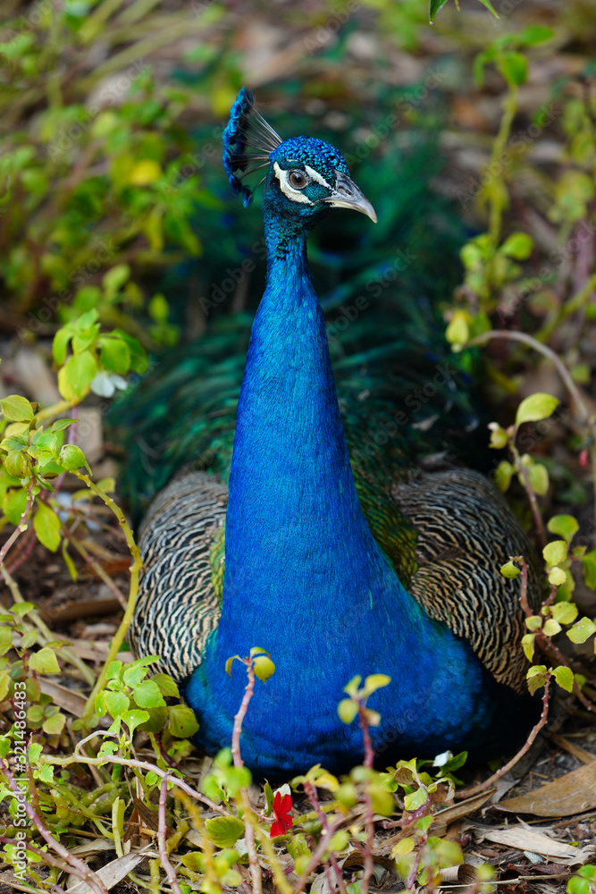 Obraz premium Colorful green and blue male peacock bird