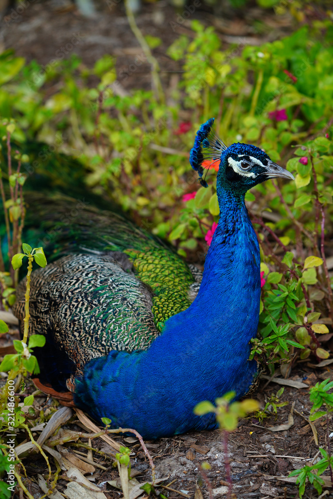 Obraz premium Colorful green and blue male peacock bird