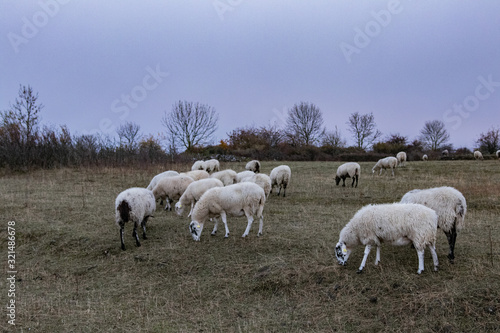Moutons dans un champ