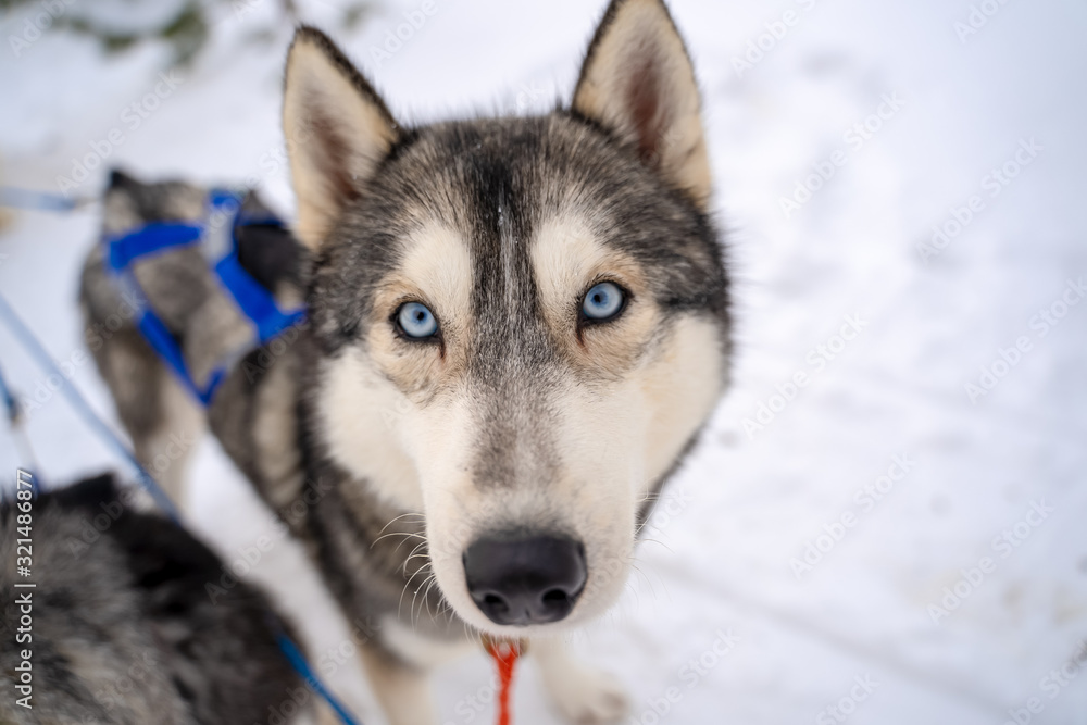 Husky puppy cute adorable baby dog face waiting in the dog house with grass for playing and eating in the animal pet field Husky puppy cute adorable baby dog face waiting in the dog house with grass for playing and eating in the animal pet field