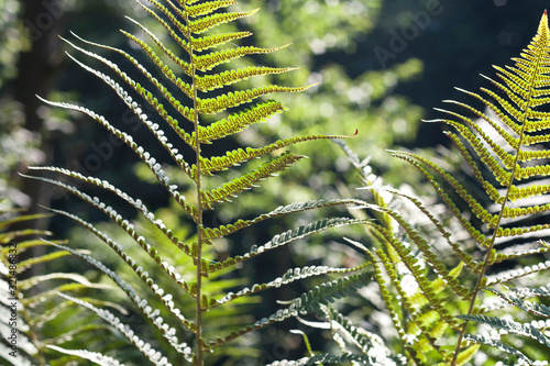 Photography Detail of lady fern green leaves with seeds