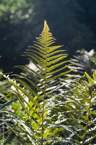 Green lady ferns fronds with seeds photo