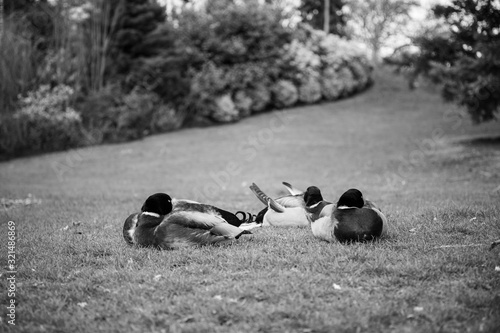Canards dans un parc photo