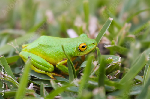 close-up of a green frog with yellow eyes sitting in grass