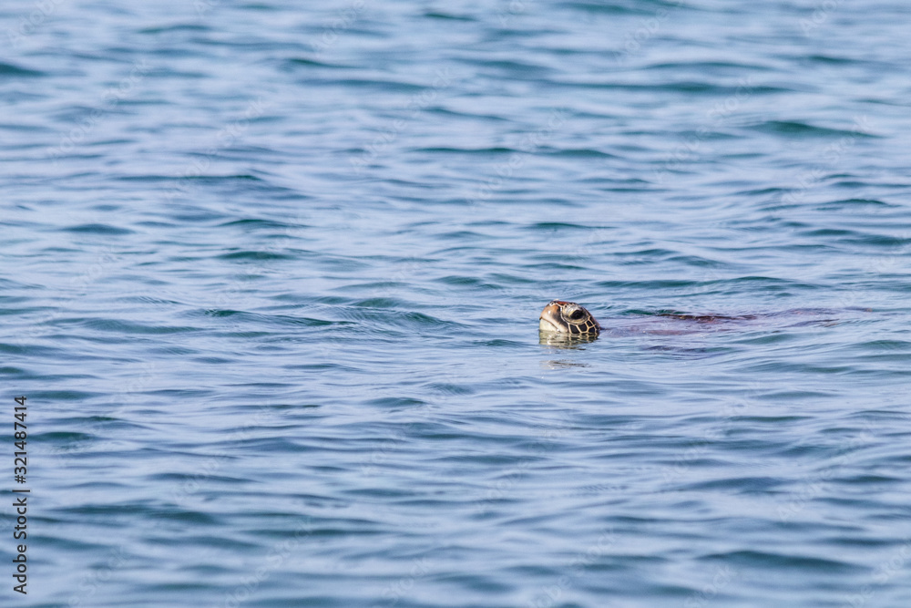 Tortue dans l'eau