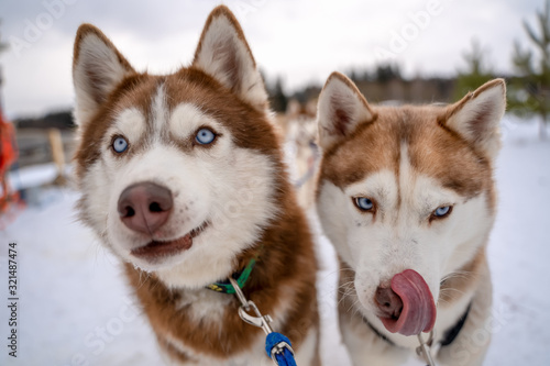 Siberian husky sled dog racing. Mushing winter competition. Husky sled dogs in harness pull a sled with dog driver