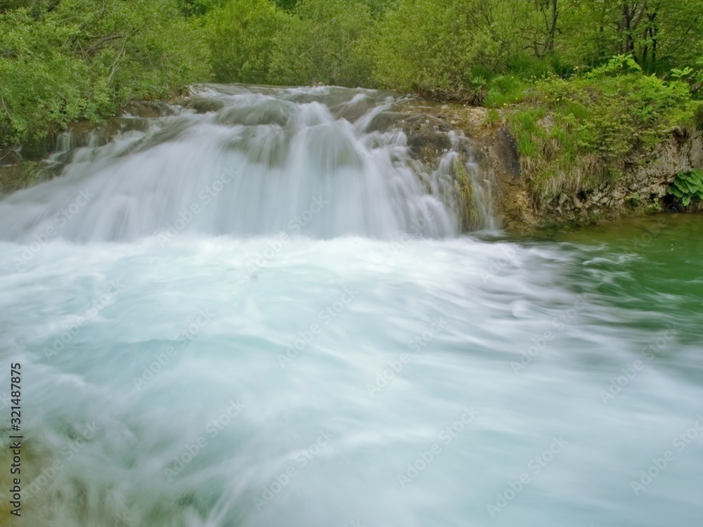 Fototapeta premium forest