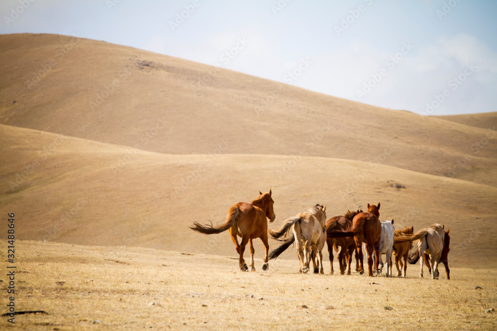 牧草地を駆ける馬