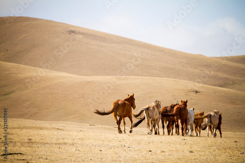 牧草地を駆ける馬