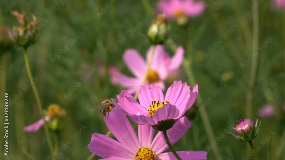 slow motion, little bee flying in blossom flower spring garden of springtime in the morning day slow motion, little bee flying in blossom flower spring garden of springtime in the morning day