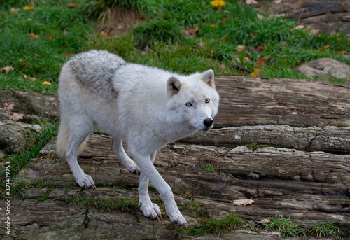 Arctic wolf closeup walking the meadow in spring in Canada