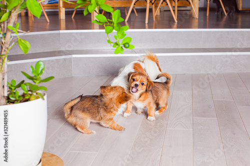 Friendship of the beautiful Pekingese dogs indoor