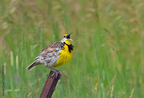 Eastern Meadowlark perched on a iron post singing in springtime in Ottawa, Canada