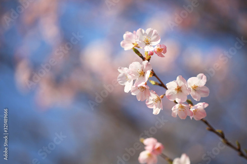 桜と青空（ジンダイアケボノ） © Tsuruko