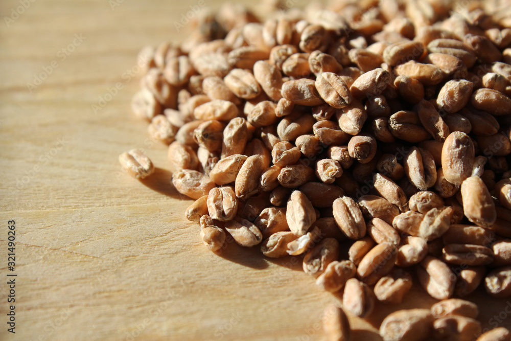 Close up of malted wheat grains on a wooden table, selective focus, with copyspace. Beer brewing ingredient. Close up of malted wheat grains on a wooden table, selective focus, with copyspace. Beer brewing ingredient.
