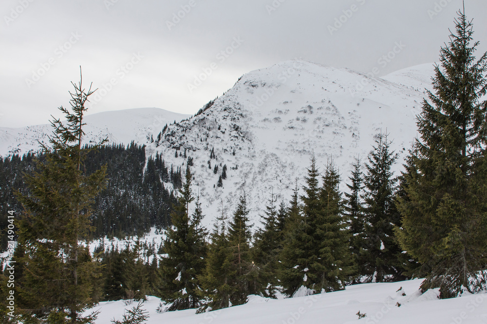 View of the snow-covered Hoverla Mountain - the highest mountain in Ukraine