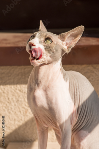 The pet of the Canadian Sphynx cat something dissatisfs and meows