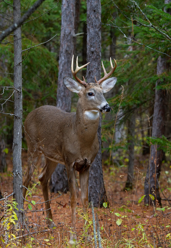 White-tailed deer buck walking through the forest during the autumn rut in Canada © Jim Cumming