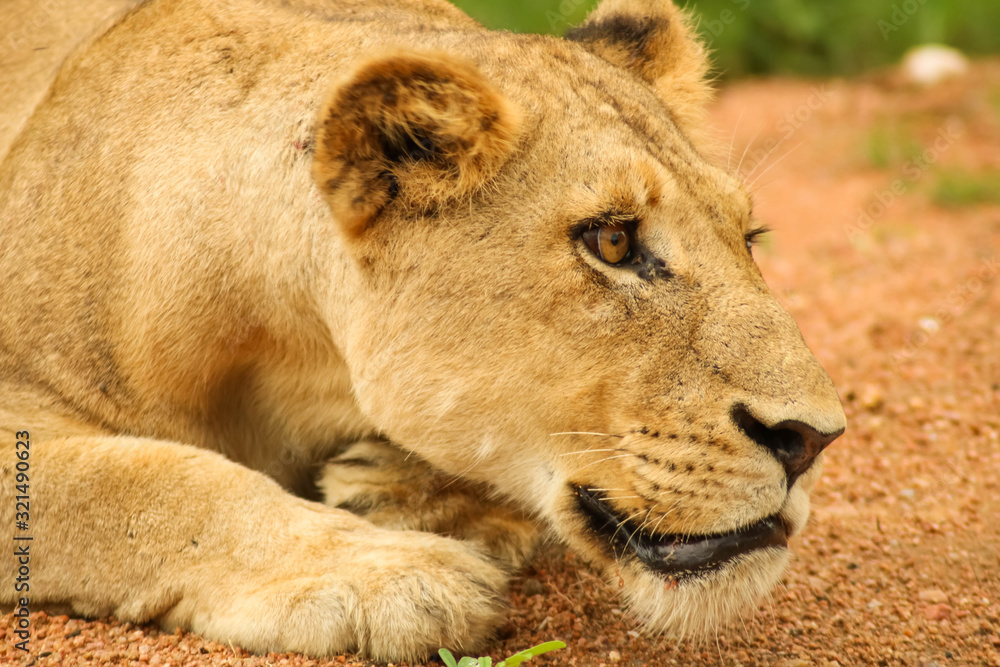 grown lion relaxing but still being awake and watching the surrounding grown lion relaxing but still being awake and watching the surrounding