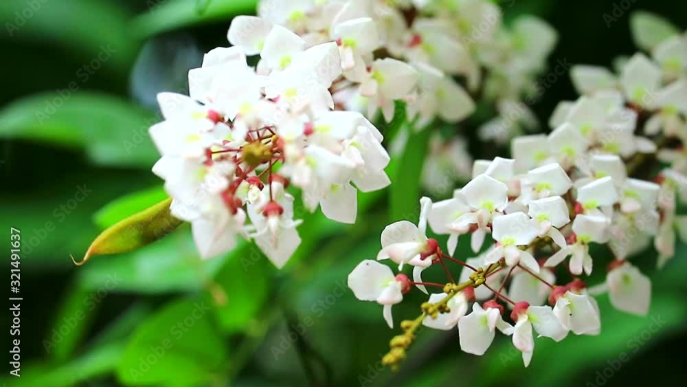 Jewel vine, Hog creeper, Malay jewelvine has properties of the root has