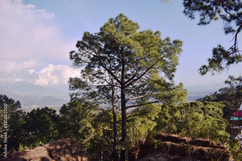 tree in the park