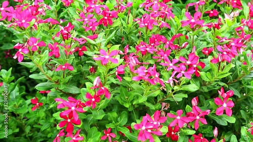 Wallpaper Mural red madagasca periwinkle, rose periwinkle and green grass in the garden Torontodigital.ca