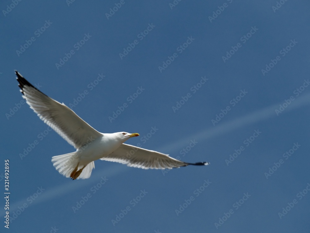 Fototapeta premium bird