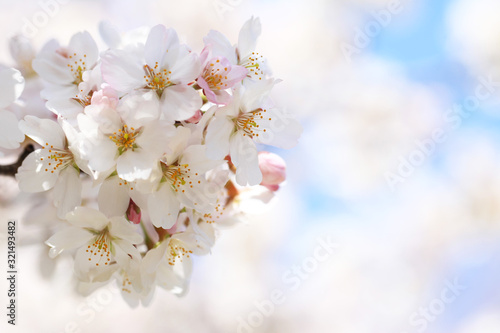桜と青空（ソメイヨシノ）