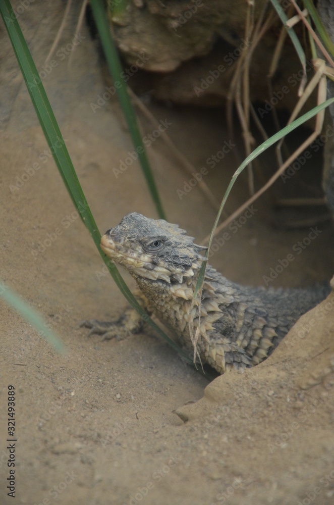 Naklejka premium Sungazer, giant girdled lizard or giant dragon lizard or giant zonure (Smaug giganteus, syn. Cordylus giganteus)
