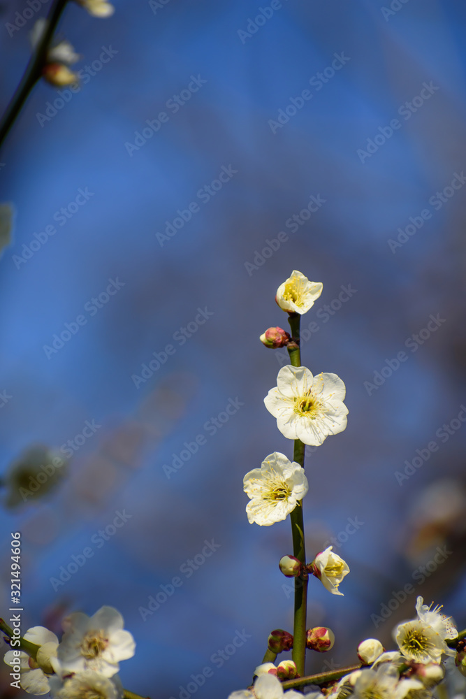 Fototapeta premium 白梅