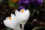 white and purple crocus blooming at springtime
