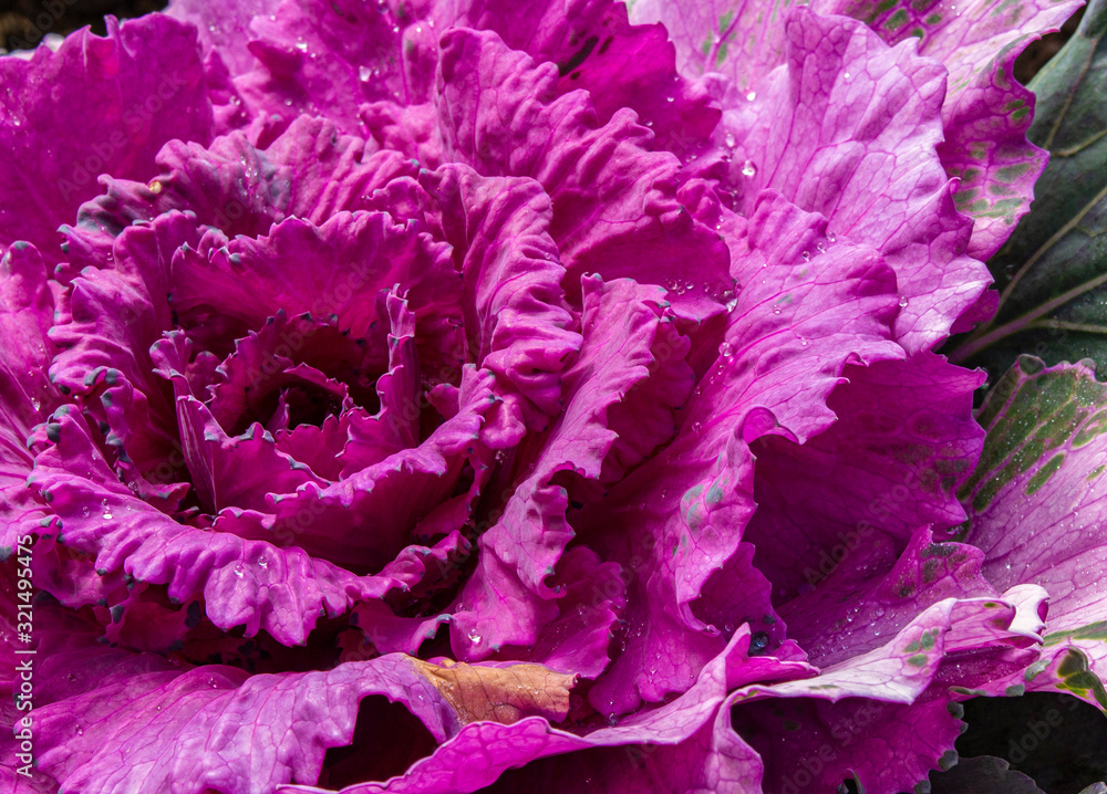 Purple Ornamental cabbage at the garden. Acephala Group Kale. Purple Ornamental cabbage at the garden. Acephala Group Kale.