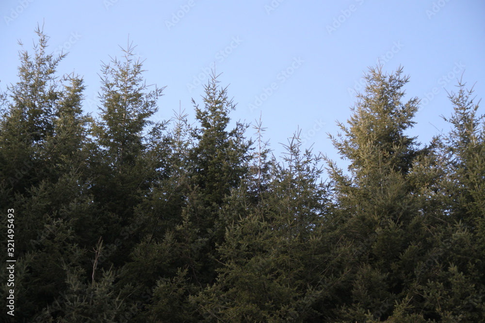 Pine trees coniferous winter forest 