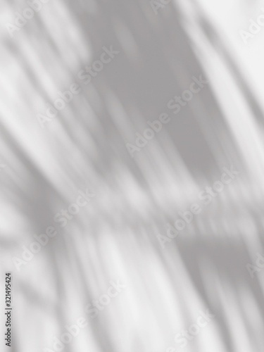 shadow of palm leaves on white wall