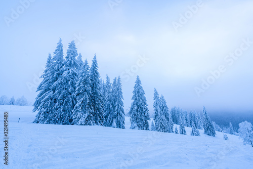 Snow-covered pine tree forest in bitter winter