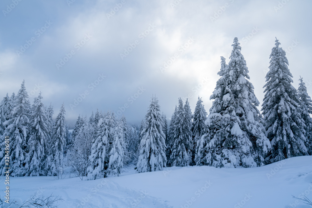 Low-angle shot of upstanding pine trees on snowy ground; panorama of snow-covered trees in bitter winter