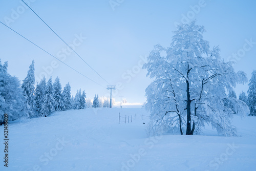 Snow-covered forest and utility poles on snowy ground in winter; close-up shot of a tree covered by snow