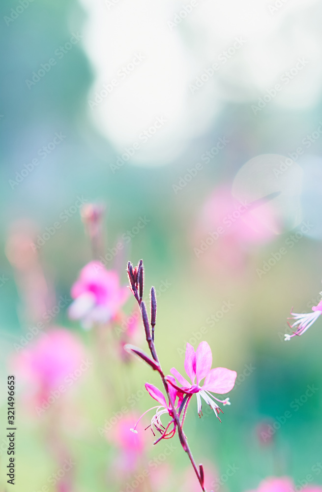 Close up of a branch with blooming pink flowers; a garden with pink flowers and a blurred background Close up of a branch with blooming pink flowers; a garden with pink flowers and a blurred background