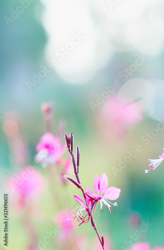 Close up of a branch with blooming pink flowers  a garden with pink flowers and a blurred background